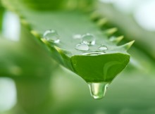 aloe vera - anticaduta capelli